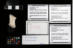 Foto (Objekt + Etikett) von Goniodromites sp.  (NHMW-GEO-2014-0194-0158b)